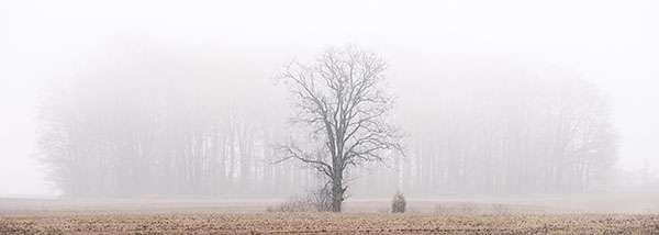 SPRING FOG - PORT RYERSE - PORT RYERSE