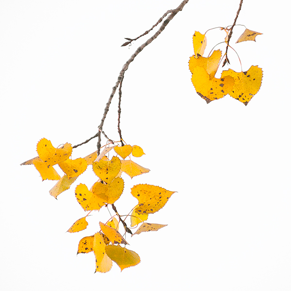 COTTONWOOD, OCTOBER 2014 - DETAILS