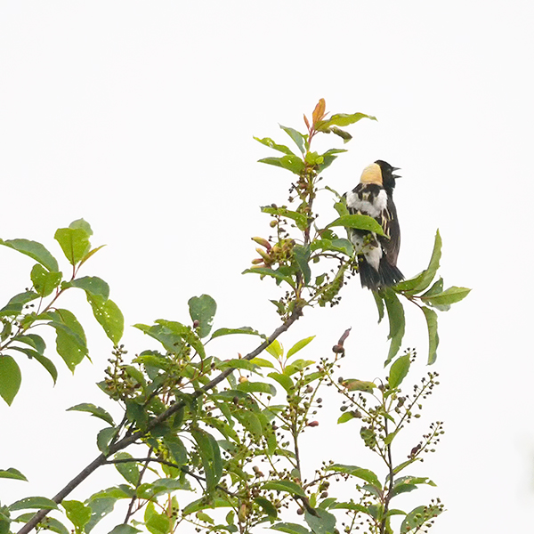 BOBOLINK - BRUCE COUNTY - THE LAND