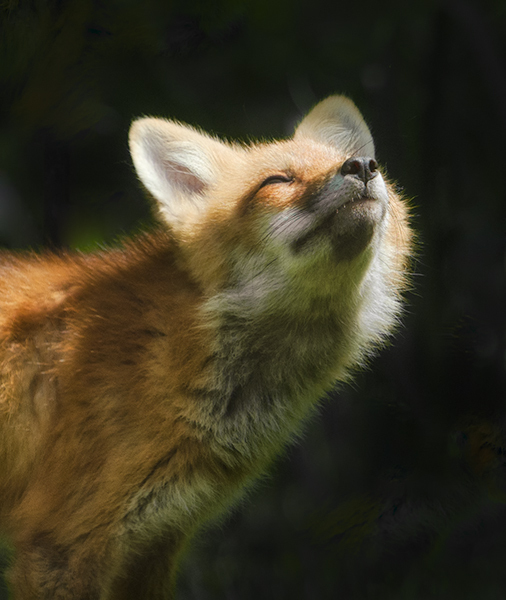 Red Fox #2 - Foxes of Port Ryerse