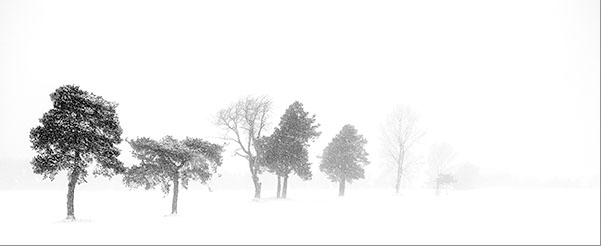 TREES WEEK #6 - 52 WEEKS - AN ENCOUNTER WITH TREES