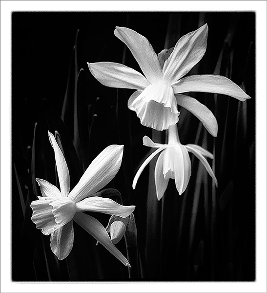 KATHY'S GARDEN #1 - B&W - IN THE COUNTRY