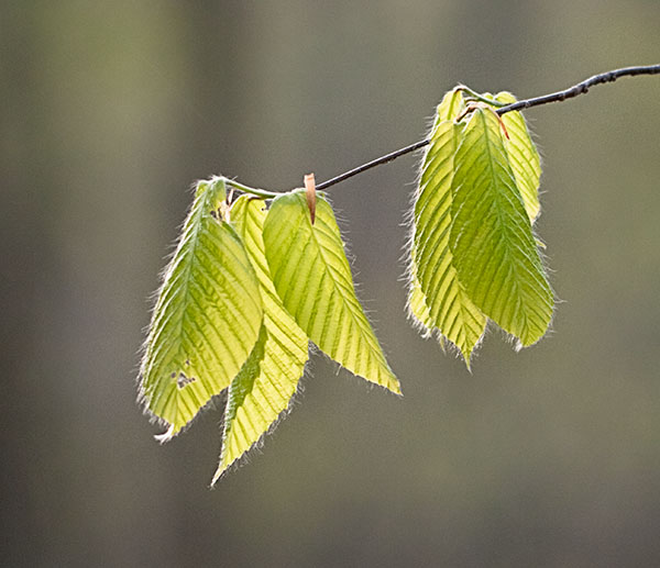 SPRING BEECH LEAVES - RONDEAU PROVINCIAL PARK - SMALLSCAPES