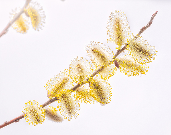 PUSSY WILLOW #2 - NORFOLK COUNTY - SPRING