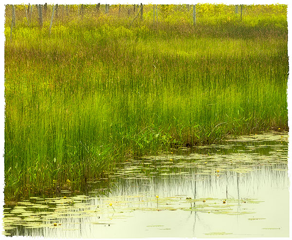 TREES WEEK#32 - 52 WEEKS - AN ENCOUNTER WITH TREES