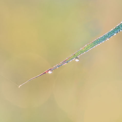 GRASS & MORNING DEW, 2017 - NORFOLK COUNTY - SUMMER