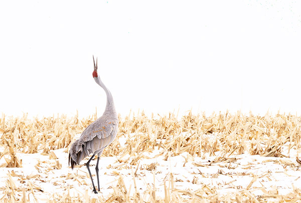 Sandhill Crane vocalizing - New Works