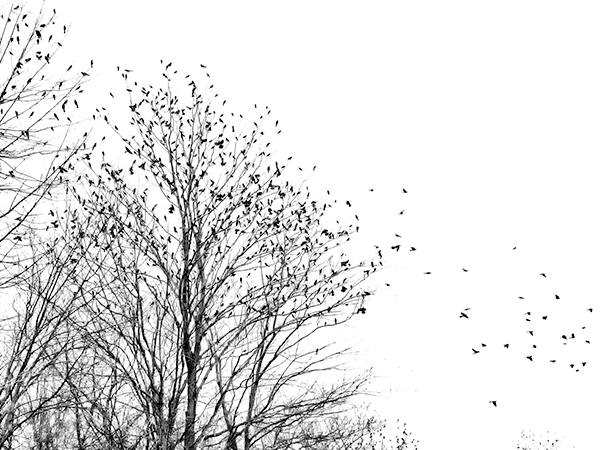 Blackbirds Flocking--Long Point - Avian Graphics