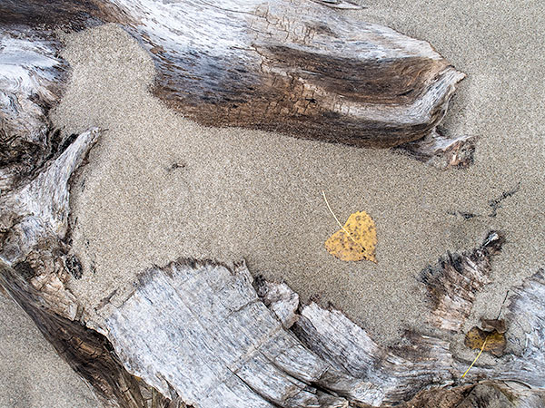 DRIFTWOOD - LONG POINT BEACH - DETAILS