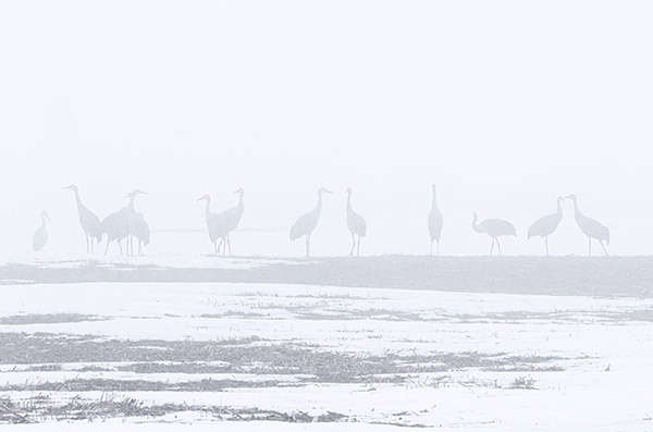 CRANES-IN-A-ROW - New Works