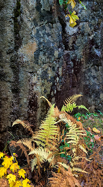 FERNS & ROCK FACE - ACADIA NP, MAINE - EAST COAST, OCTOBER, 2014