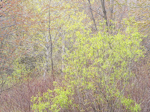 SPRING ROADSIDE - ST WILLIAMS - SPRING