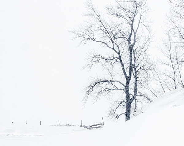 SAND FENCE, SNOW, COTTONWOOD, 2019 - LONG POINT - AT HOME