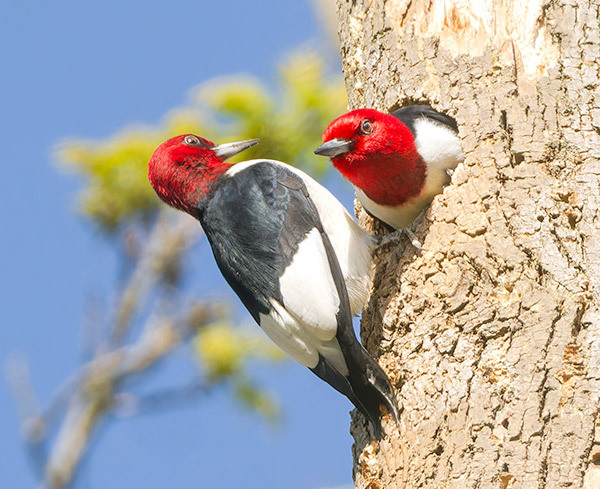 #2--Red-Headed Woodpecker Pair - Larry's Tenset 2025