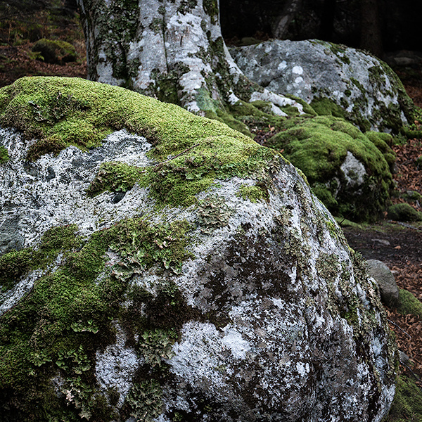 BEECH WOODS #2IGLE BEACH- WESTER-ROSS, SCOTLAND - SCOTLAND
