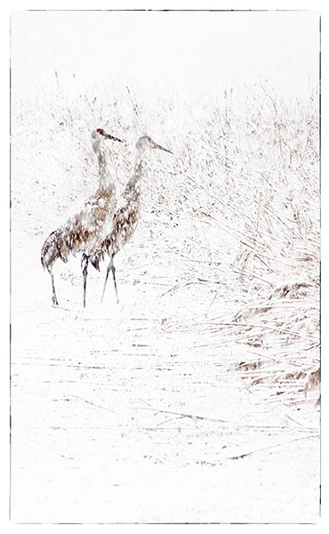 SANDHILL CRANES IN SNOW - LONG POINT - WINTER