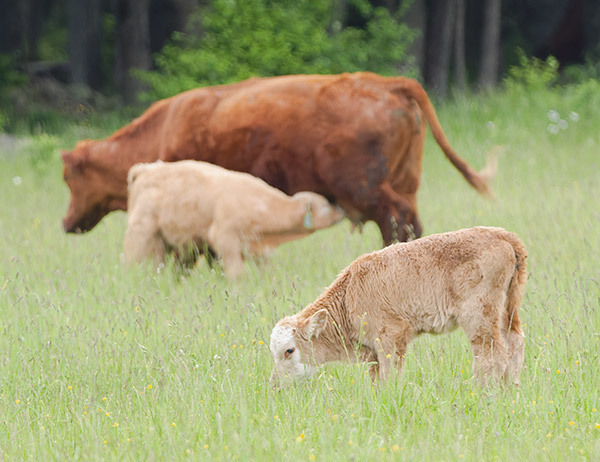 Pastoral - Bruce Peninsula 2025