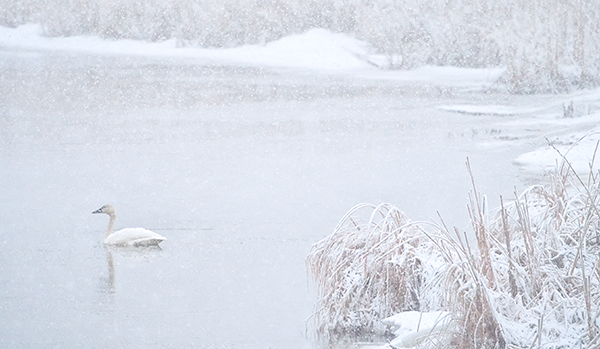 WHITE ON WHITE  #2- LONG POINT - WINTER