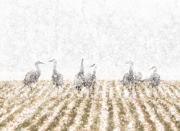 Sandhill Cranes In Falling Snow - Sandhill Cranes of Norfolk County