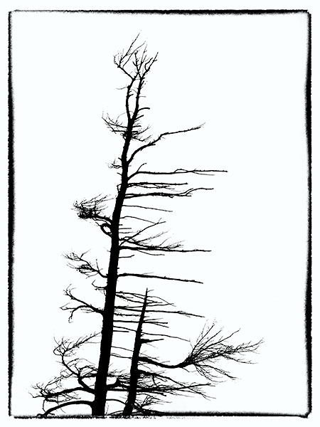 WIND BLOWN TREE - FRANKLIN ISLAND - BLACK AND WHITE