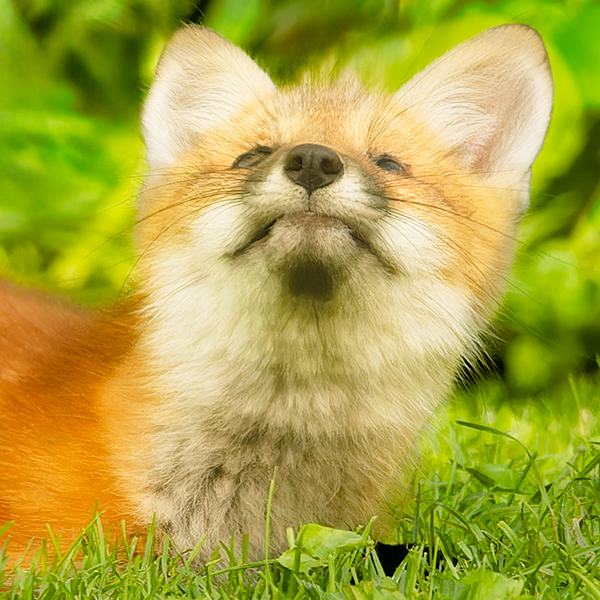 Red Fox Kit--A Quiet Moment - New Works