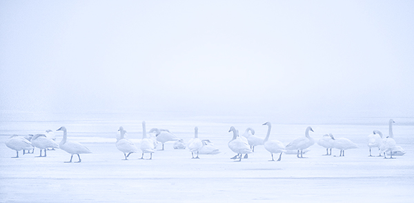 GHOST SWANS - PORT RYERSE - PORT RYERSE