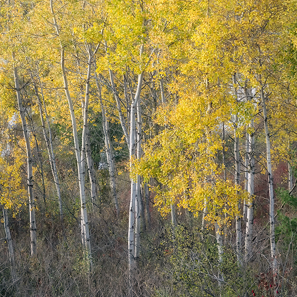 FROM THE BRIDGE - WATERFORD, NORFOLK COUNTY - AUTUMN