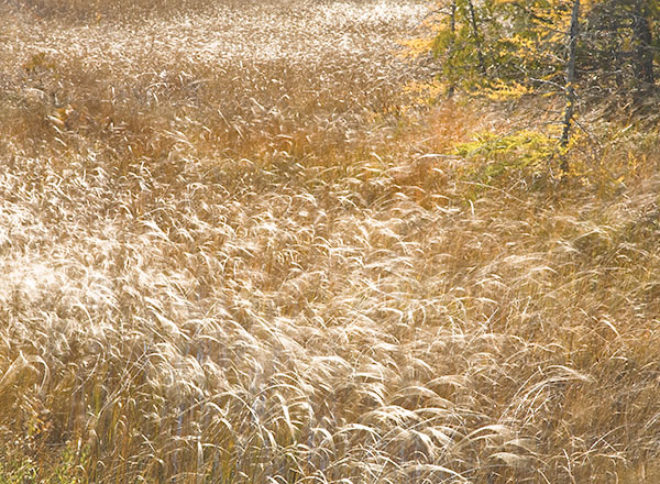 WINDSWEPT -  BRUCE COUNTY - THE LAND