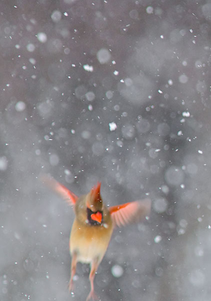 CARDINAL DANCING - PORT RYERSE - CREATURES