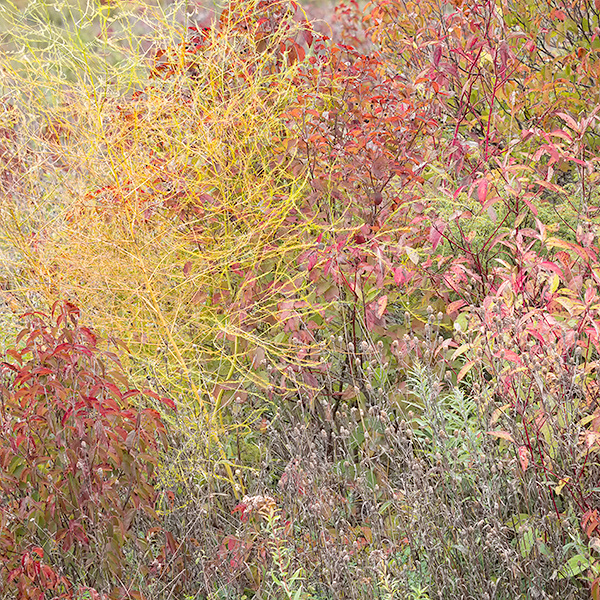 ROADSIDE TAPESTRY - BRUCE COUNTY - THE LAND