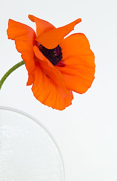 POPPY IN ROUND VASE - FLORAL EXPRESSIONS