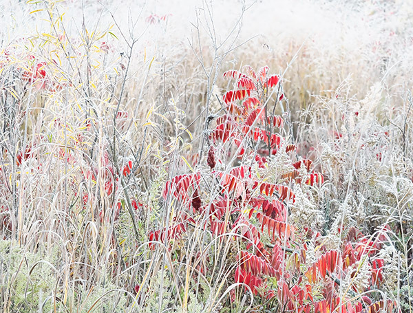 October Frost #2-Bug Farm - New Works