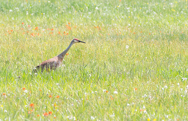 Sandhill Crane--Spring Meadow - New Works