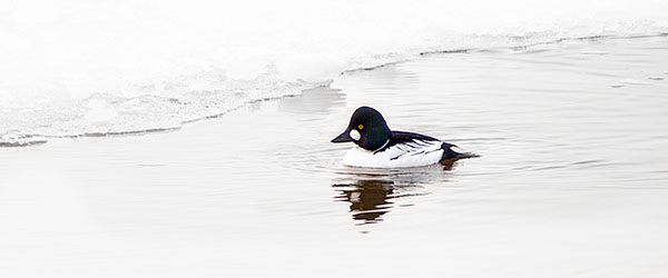GOLDENEYE - PORT DOVER - PHOTO STORAGE