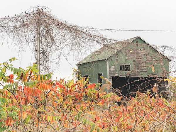 #58 - KILNS OF NORFOLK COUNTY - LARRY's KILN GALLERY REVISITED