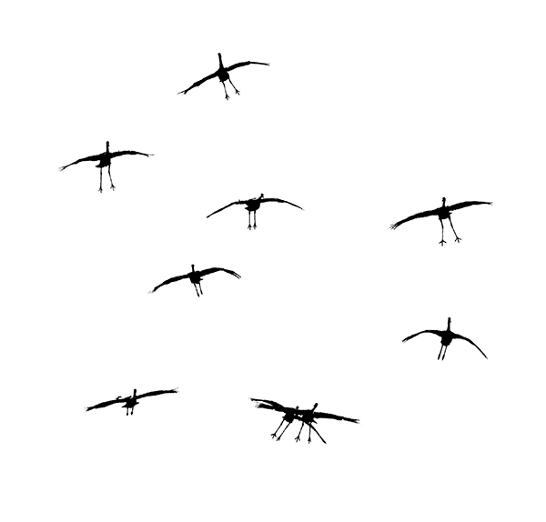 Landing Gear--Graphic - Sandhill Cranes of Norfolk County