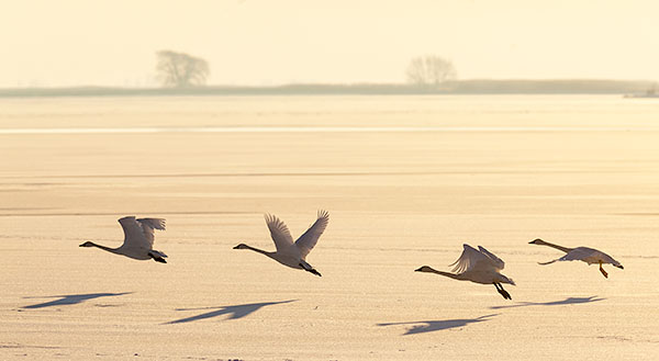 TUNDRA SWANS IN FLIGHT, 2016 - INNER BAY, LONG POINT - 'SELDOM SEEN' WINTER AT LONG POINT, 2016