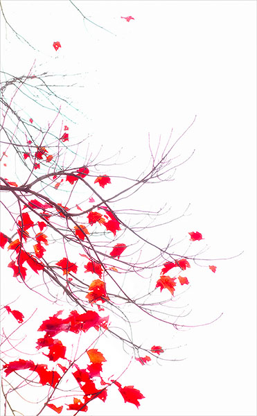 MAPLE BRANCH, ORIENTAL FORMAT - ACADIA NP, MAINE - EAST COAST, OCTOBER, 2014