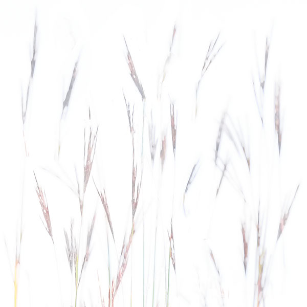 HIGH KEY GRASSES, 2017 - NORFOLK COUNTY - SUMMER