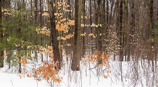 TREES WEEK #9 - 52 WEEKS - AN ENCOUNTER WITH TREES
