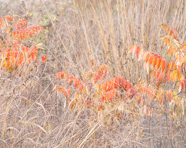 OCTOBER MEADOW, DETAIL - NORFOLK COUNTY - THE MEADOW PROJECT