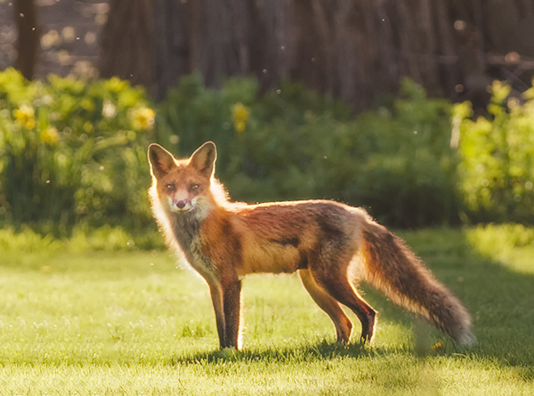 Red Fox #1 - Foxes of Port Ryerse