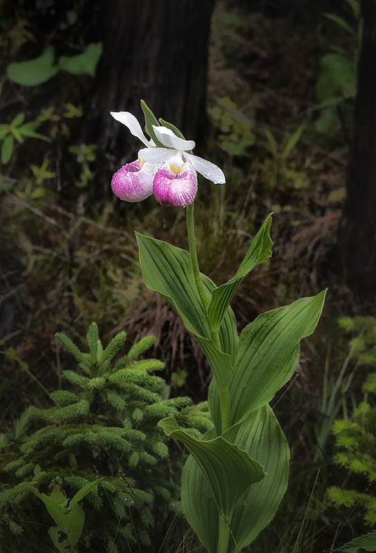 SHOWY LADYSLIPPER - BRUCE COUNTY - THE LAND
