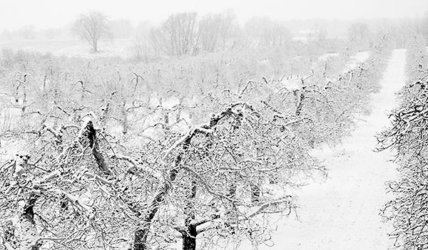 WINTER ORCHARD - NORFOLK COUNTY - B&W - IN THE COUNTRY