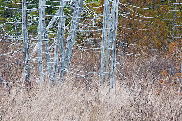 CAPE HURD #2 - BRUCE COUNTY - THE LAND