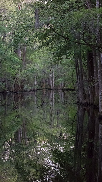 LAST LIGHT - BEIDLER SWAMP, SC - KATHY'S TENSET, 2013