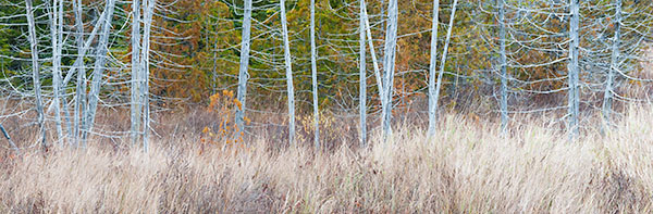 CAPE HURD ROAD - BRUCE COUNTY - THE LAND