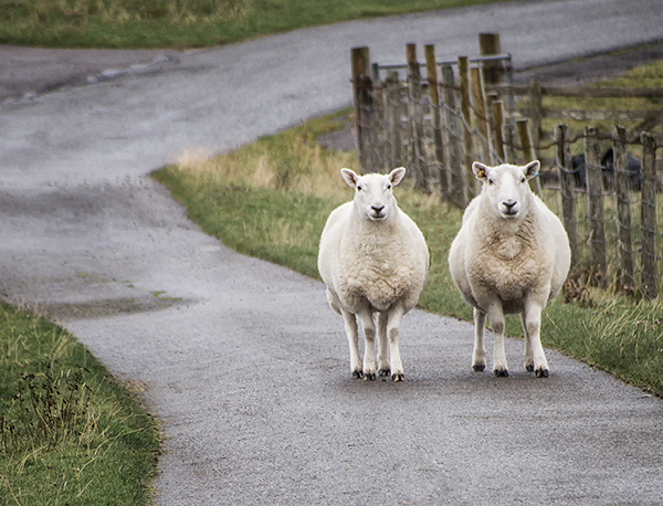 SHEEP DUO - WESTER-ROSS, SCOTLAND - SCOTLAND