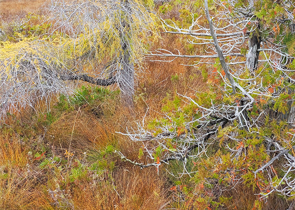 Petrel Point #1 - New Works