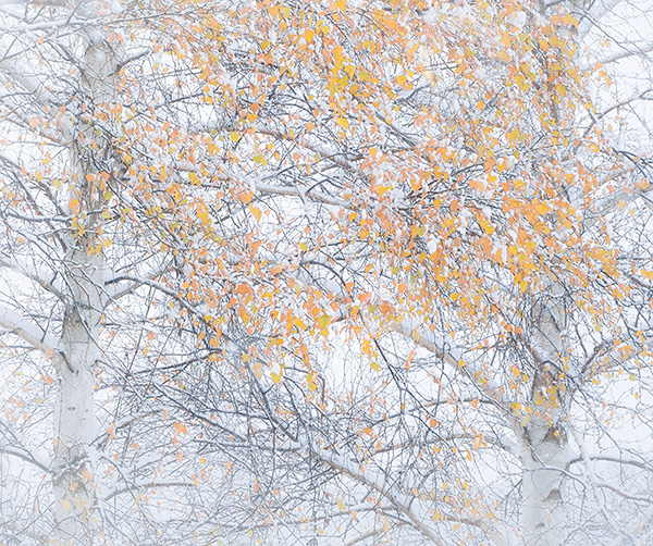REMNANTS - NORFOLK COUNTY - AUTUMN